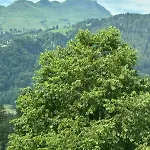 Landgasthof Zum Glenner * Ilanz/Glion